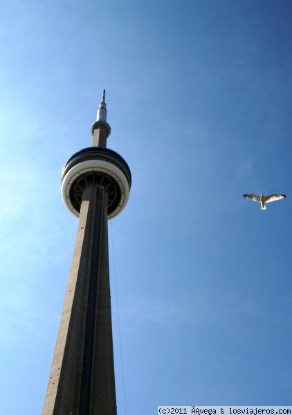 CN Tower en Toronto
Actualmente es el segundo edificio más alto del mundo, pero sigue siendo la torre más alta con sus 553 metros de altura. Desde su mirador se puede disfrutar de una panorámica espectacular de la ciudad si no se sufre de vértigo, ya que parte del suelo es de plexi glas y eso impone
