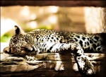 La hora de la siesta en Bioparc de Fuengirola
Leopardo BioparcFuengirola Fuengirola Málaga España Zoo Siesta