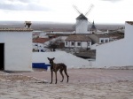 Un perro manchego en Campo de Criptana