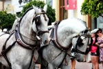 Caballo español. Ronda,Malaga