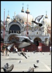 Las palomas de San Marcos, Venecia