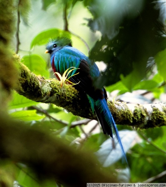 Pájaro Quetzal - Panamá
Pájaro quetzal en el bosque lluvioso. Foto cedida por la Oficina de Turismo de Panamá
