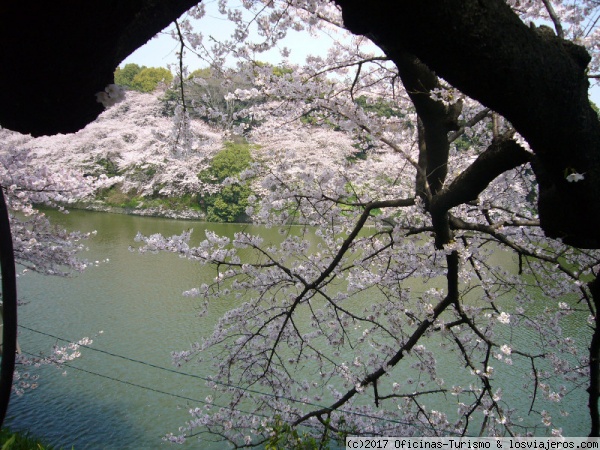 Cerezos en Flor II en el parque Chidorigafuchi - Tokio
Otra imagen de Cerezos en Flor en el parque Chidorigafuchi. Foto facilitada por la Oficina de Turismo de Tokio.
