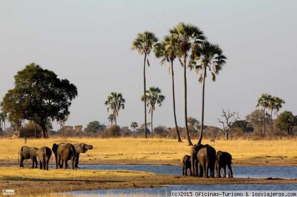 Elefantes en Hwange National Park
Elefantes en el parque nacional mas importante de Zimbawe: Hwange. Foto cedida por la Oficina de Turismo de Zimbawe.
