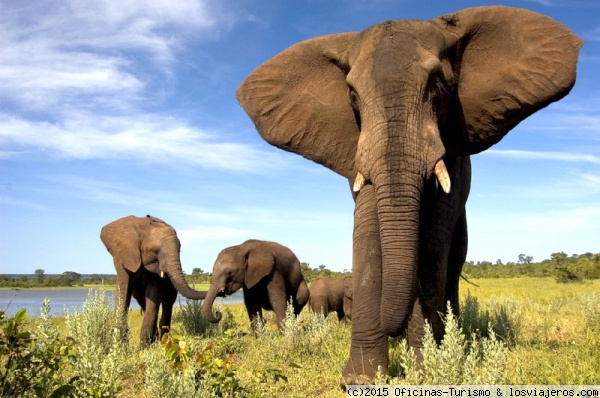 Elefantes africanos - Hwange- Zimbabwe
Magnifica estampa de un enorme elefante africano en uno de los parques de Zimbawe. Foto cedida por la Oficina de Turismo de Zimbabwe.
