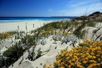 La Flora de Formentera en primavera