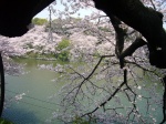 Cerezos en Flor II en el parque Chidorigafuchi - Tokio