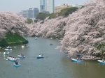 Cerezos en Flor en el parque Chidorigafuchi - Tokio
Cerezos, Flor, Chidorigafuchi, Tokio, Foto, Oficina, Turismo, parque, facilitada