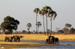 Elephants in Hwange National Park