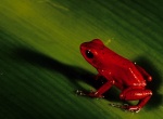 Rana roja - Panamá
Panamá, animales