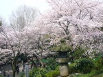 Cerezos en flor en el Parque Ueno - Tokio
Cerezos, Parque, Ueno, Tokio, Flor, Foto, Oficina, Turismo, flor, parque, facilitada