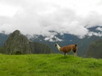 Peru
Peru