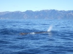 Ballena en Kaikoura (Nueva Zelanda)