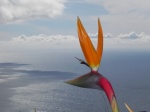 Bird of Paradise with the atlantic background . Madeira