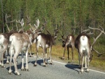 Renos en la carretera en las inmediaciones de Rovaniemi