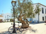 Bicleta a la sombra. Formentera
Formentera bicicleta