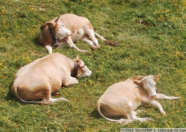 Vacas suizas
Descansando en el prado de First.
