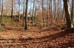 Fageda d'en Jordà - Girona