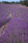 Lavanda en la Provenza
Lavanda Lavande Francia France