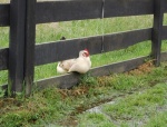 Gallina en Zaanse Schans
Zaanse Schans Holanda Holand