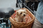 Perrito en bici en Holanda