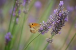 Go to photo: Butterfly and lavender in Provence
