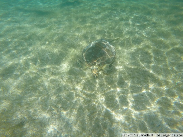 Nadando entre tortugas
Tortuga en la Playa de Akumal, realizando snorkel
