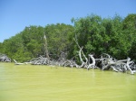 Manglar en Ría Lagartos
Manglar, Ría, Lagartos, Reserva, Biosfera, Lagarto