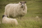 Ovejas en Escocia