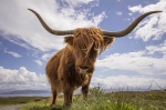 Toro de las Highlands