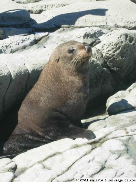 León marino en Kaikoura
Es posible acercarse a pocos metros de las colonias de leones marinos en la costa de Kaikoura
