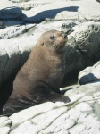 León marino en Kaikoura
Sea Lion in Kaikoura