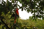 Guacamayo Rojo