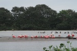 Flamencos