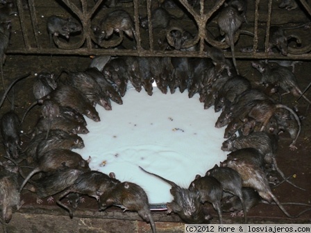 templo de las ratas
en karni mata, cerca de bikaner, se encuentra el templo de las ratas , donde hay a miles, que corretean a su aire, te pasan por todos los lados... y ademas los fieles que van a este templo son, autenticos, autenticos!!!!
