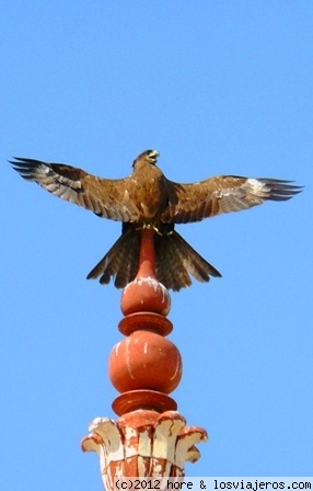 india
aguila en la punta de un templo de la india
