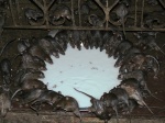 templo de las ratas
templo de las ratas india rajasthan