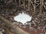 rat temple