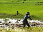 campos en camboya
