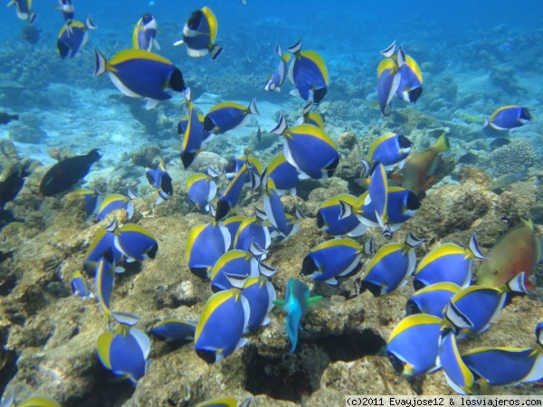 Banco de Leucos
Banco de Leucos que encontramos haciendo snorkel.
