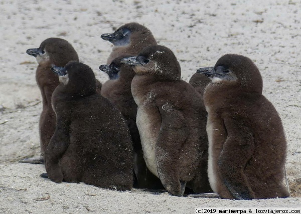 Pollitos de pingüino del Cabo - Sudáfrica
Crías de pingüino del Cabo en la playa de Boulders, península del Cabo
