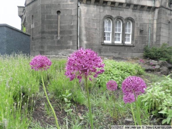 Flores en Calton Hill
Flores en Calton Hill, junto al Monumento a Nelson
