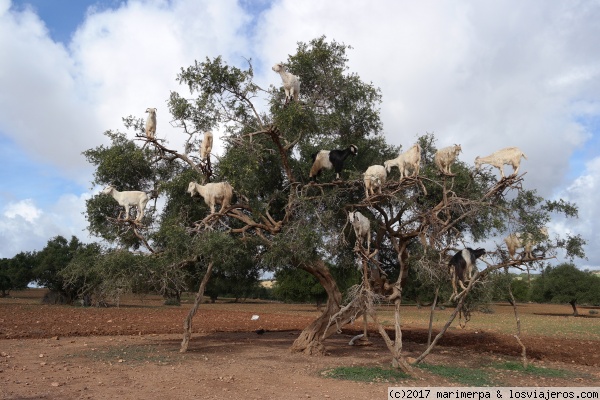 Cabras trepadoras en un árbol de argán
Cabras trepadoras en un árbol de argán
