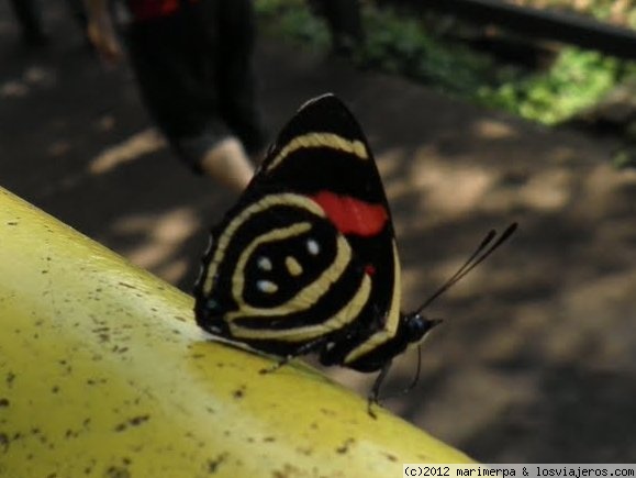 Mariposa en Iguazú
Mariposa en Iguazú, es la más abundante en el parque, casi un símbolo del mismo
