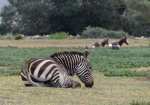 Cebra de montaña y bontebock. Reserva natural De Hoop, Sudáfrica