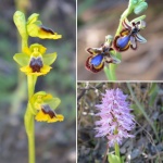 Orquídeas en el Algarve
Orquídeas, Algarve, Sete, encontradas, sendero, vales, suspensos, costa