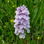 Orquídea en Escocia