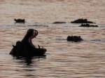 Hipopótamos al atardecer
Hipopótamos, Sunset, Kruger, Sudáfrica, atardecer, parque, nacional