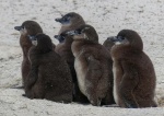 Pollitos de pingüino del Cabo - Sudáfrica
Pollitos, Cabo, Sudáfrica, Crías, Boulders, pingüino, playa, península
