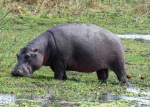Hipopótamo en Kruger